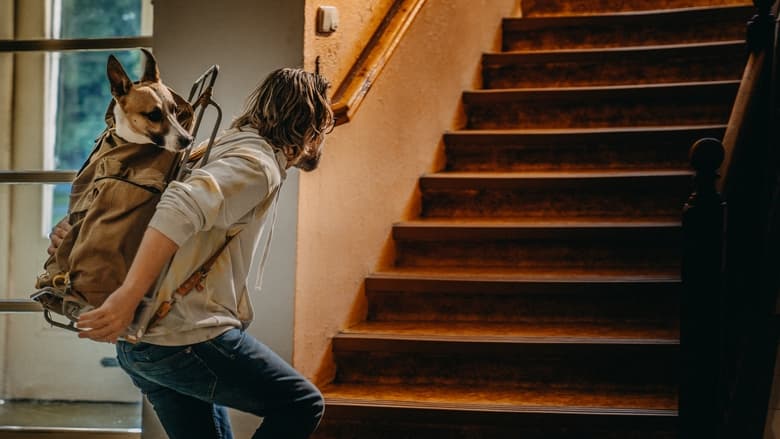 кадр из фильма Гампи. Собачья жизнь