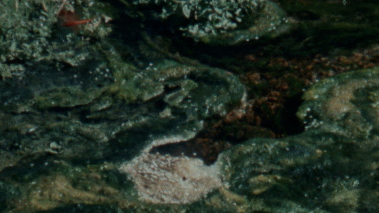 кадр из фильма Damp Moss
