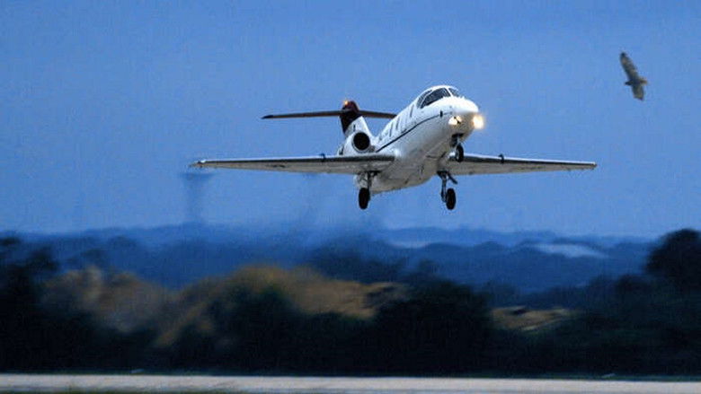 Bird vs. Plane: Miracle on the Hudson