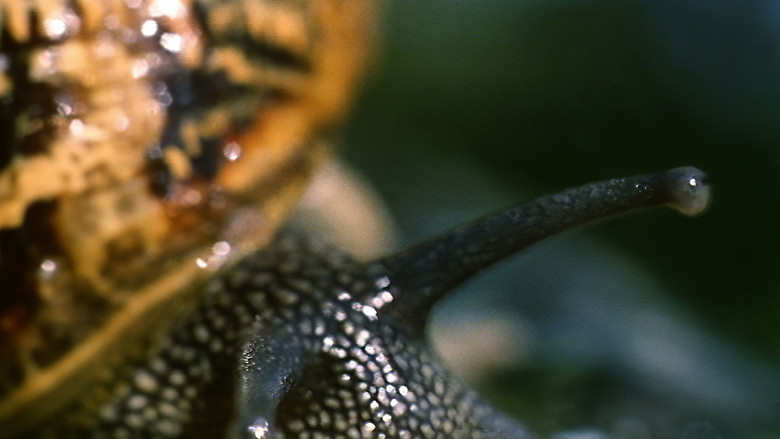 кадр из фильма Il pianeta azzurro