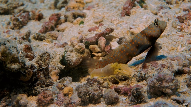 кадр из фильма Coral Reef Adventure