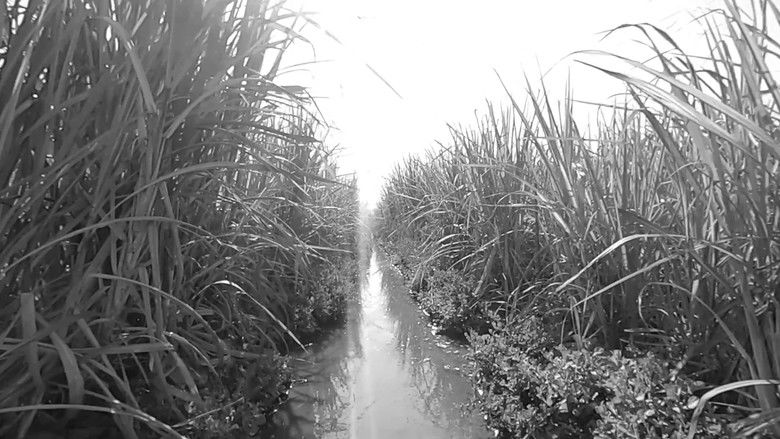 кадр из фильма Peta Gula