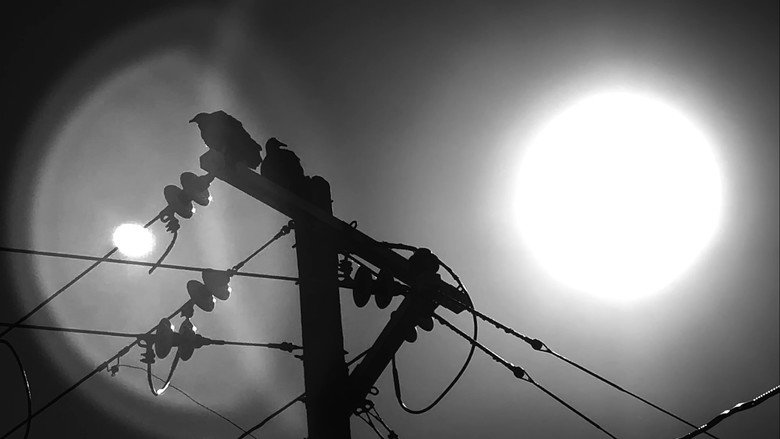 кадр из фильма BIRDS ARE DRONES AND THEY CHARGE ON POWERLINES