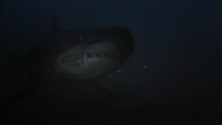 кадр из фильма Shark Hunter