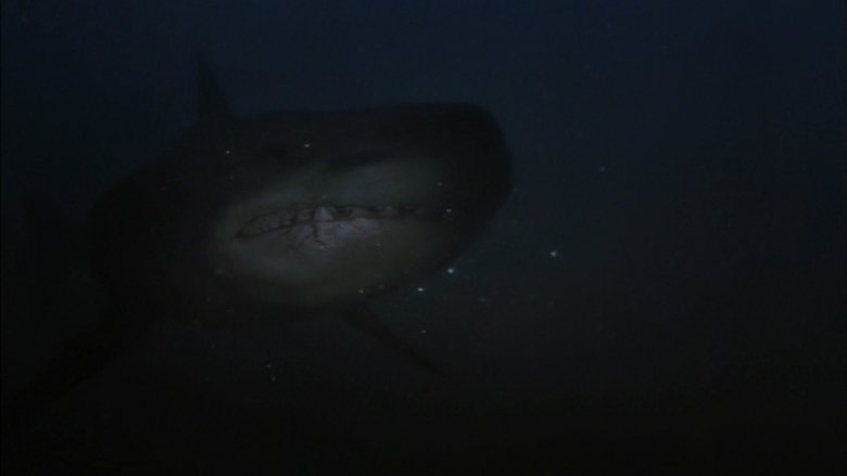 кадр из фильма Shark Hunter