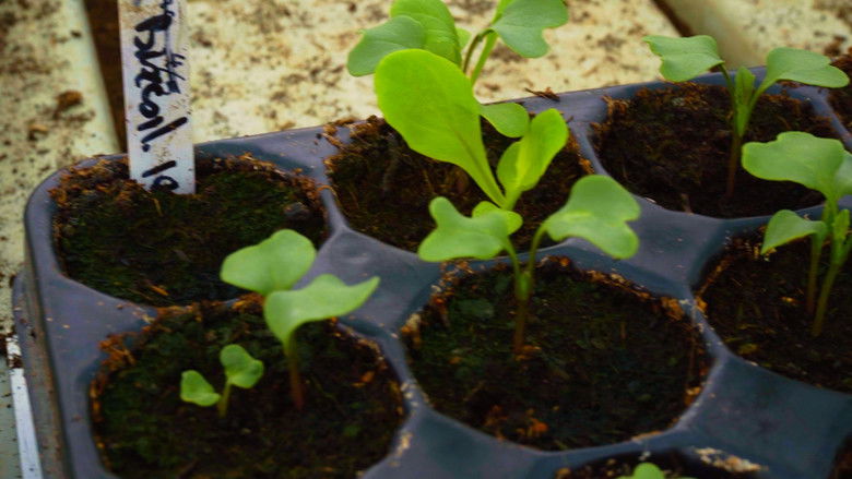 кадр из фильма The Happy Pear: Living Like You're Going To Die