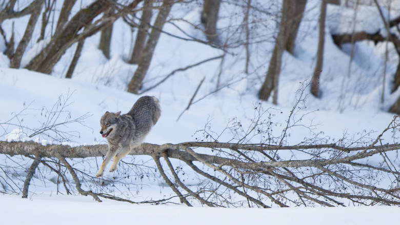 кадр из фильма Wolf