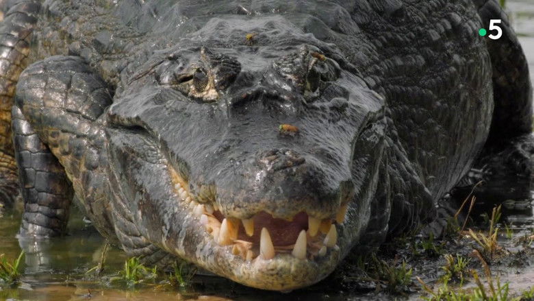 кадр из фильма Le lac rebelle du Pantanal