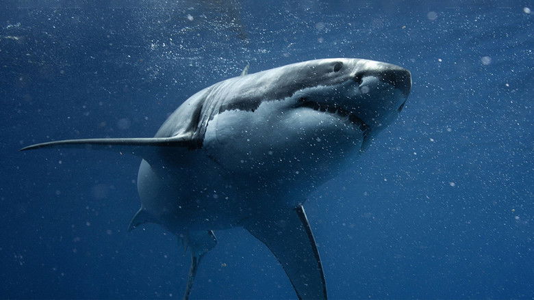 кадр из фильма Акула против тунца