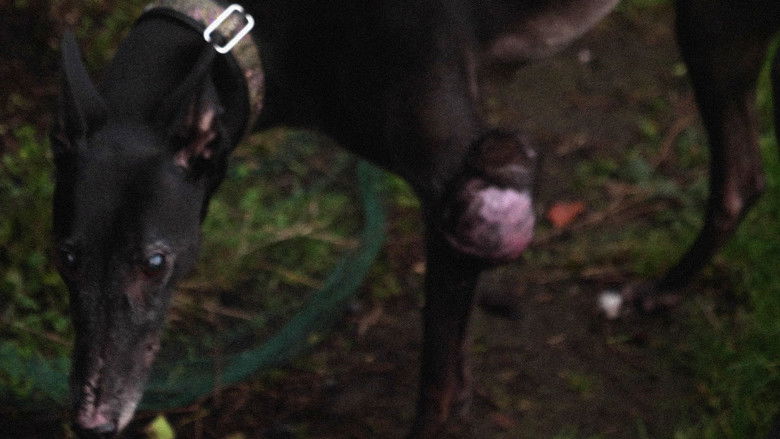 кадр из фильма Curtains