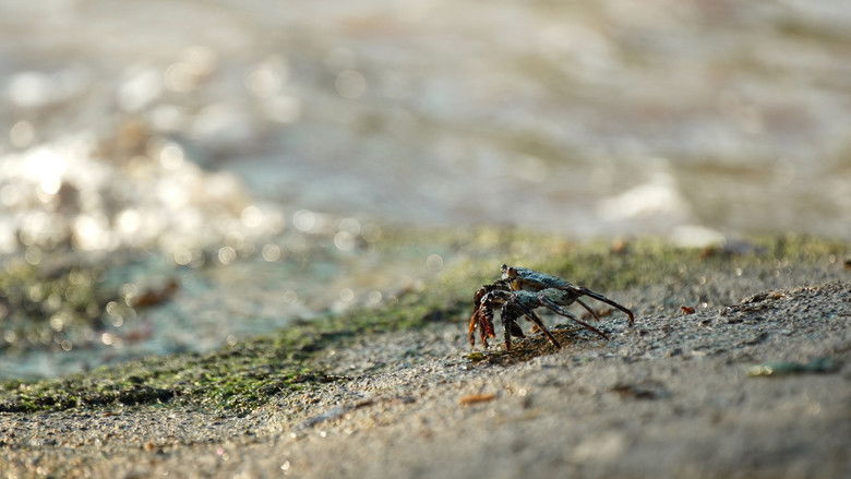 кадр из фильма Boca