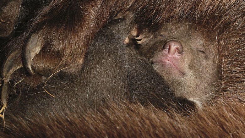 кадр из фильма Медведи