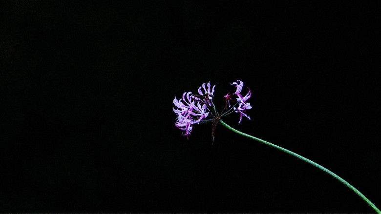 кадр из фильма No Help