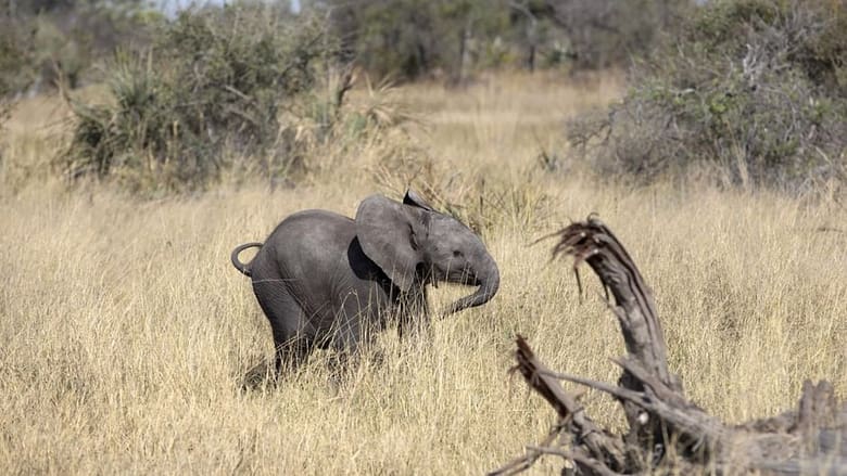 кадр из фильма Naledi: A Baby Elephant's Tale