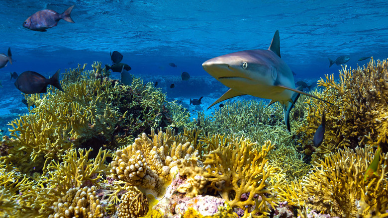 кадр из фильма Protecting Paradise: The Story of Niue