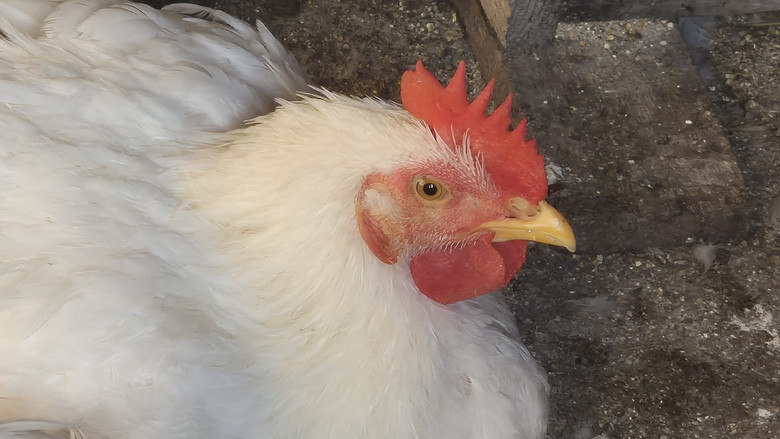 I modi di dire non significano niente per un pollo