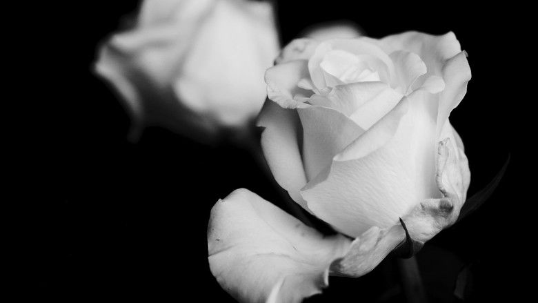 кадр из фильма Petals of Doubt