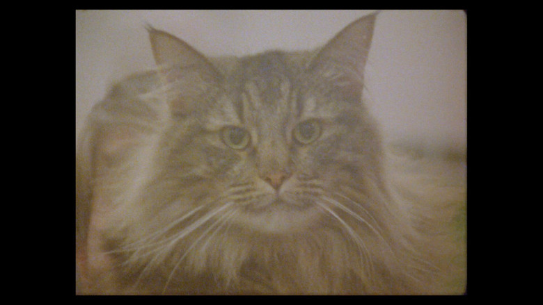 кадр из фильма Considering Cats