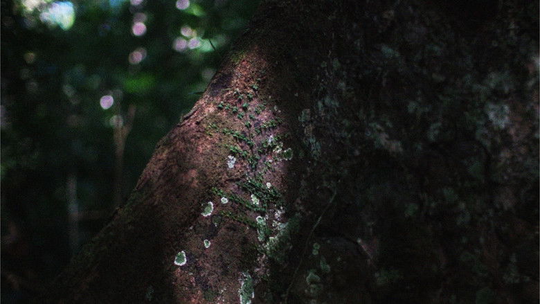 кадр из фильма Забытая память деревьев