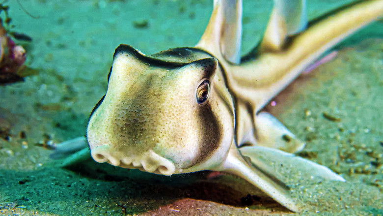 кадр из фильма Baby Sharks