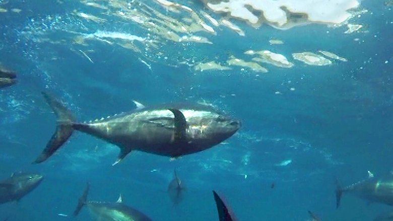 кадр из фильма Возделывая море. Инновационное разведение тунца в университете Киндай