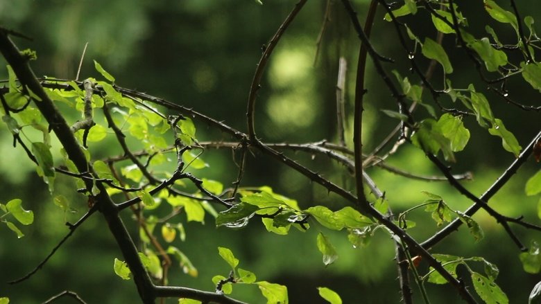 кадр из фильма Snuff