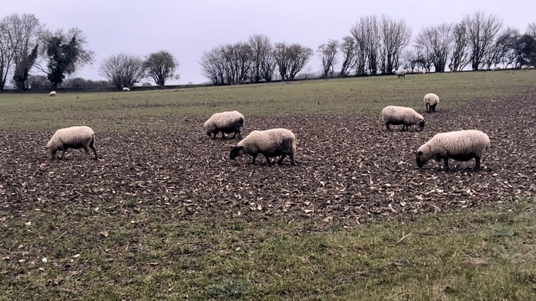 кадр из фильма A Field of Sheep