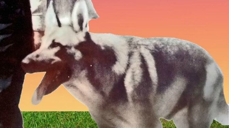 кадр из фильма My Dog Shep