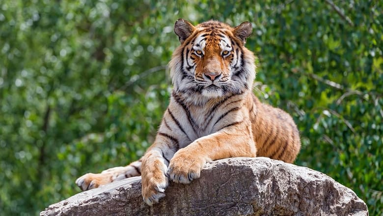 кадр из фильма Tigre de Sibérie, seigneur sans frontières