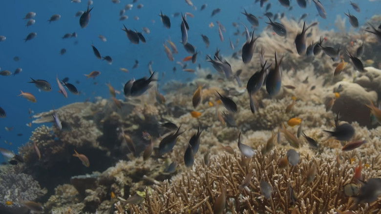 кадр из фильма A Deeper Dive with David Attenborough