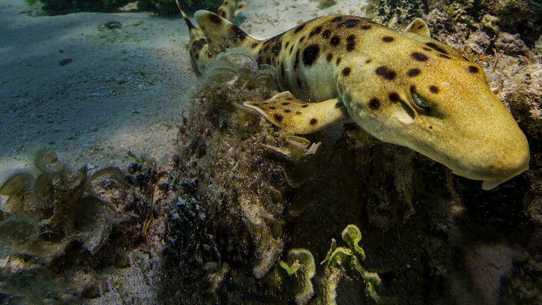 кадр из фильма Baby Sharks