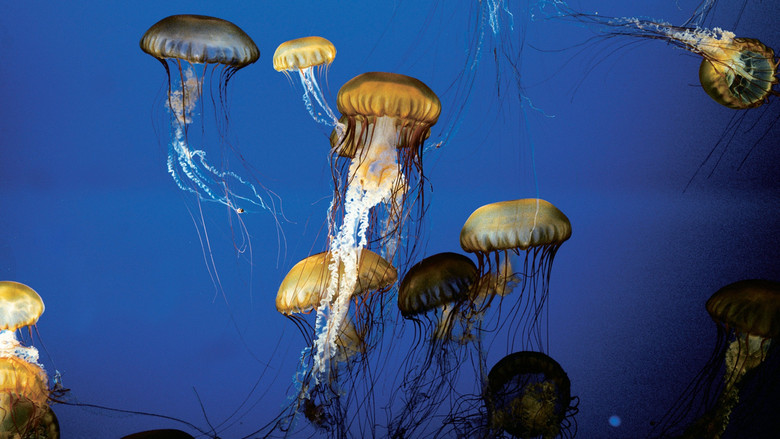 кадр из фильма Живой океан