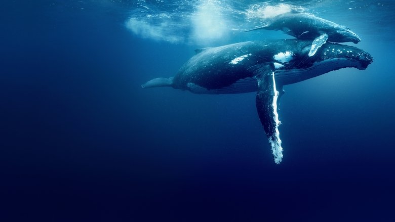 кадр из фильма Океан с Дэвидом Аттенборо