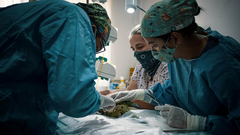 кадр из фильма Sinfonia da Sobrevivência