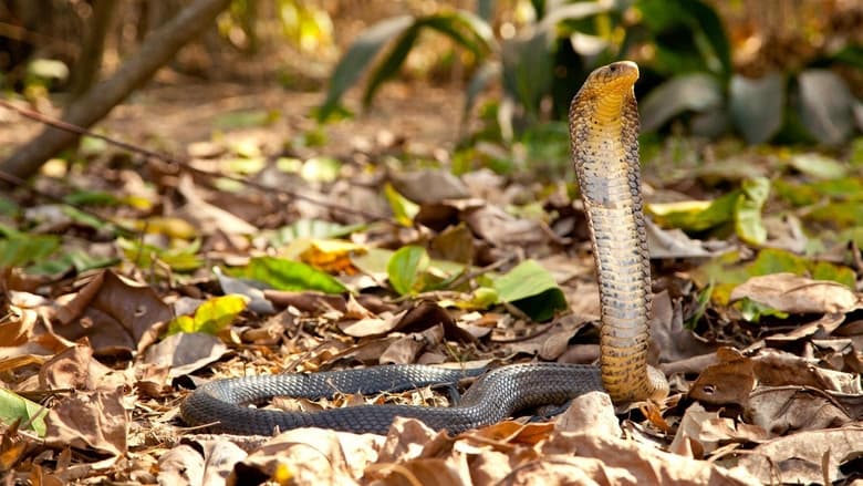 кадр из фильма Cobra Mafia