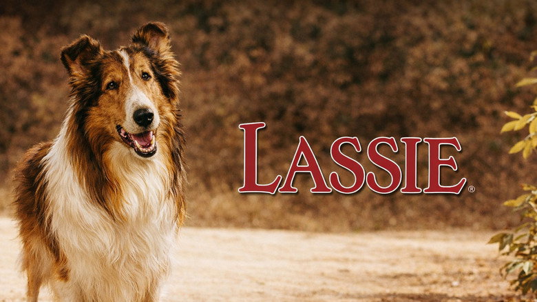 кадр из фильма Lassie: Disappearance