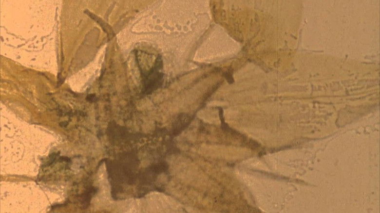 кадр из фильма Mothlight