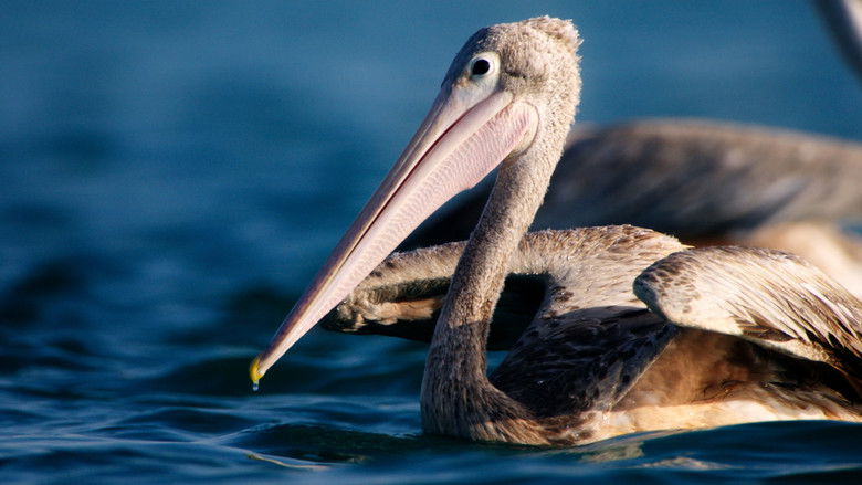 кадр из фильма هورايزن