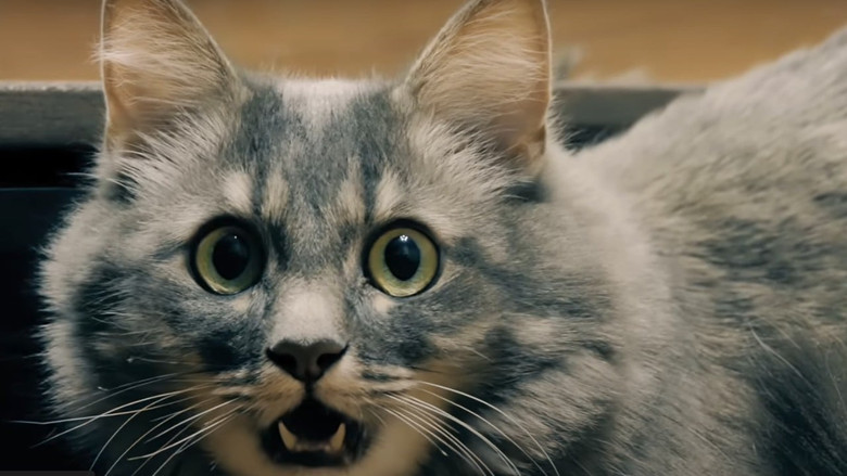 кадр из фильма Catnado