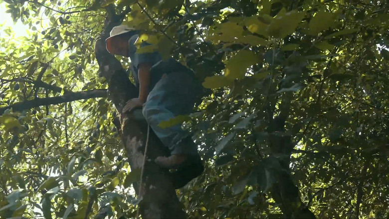 кадр из фильма El sueño de las luciérnagas