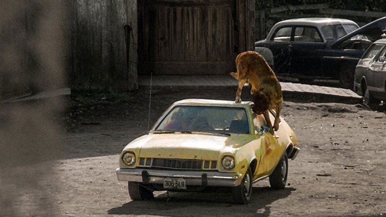 кадр из фильма Куджо