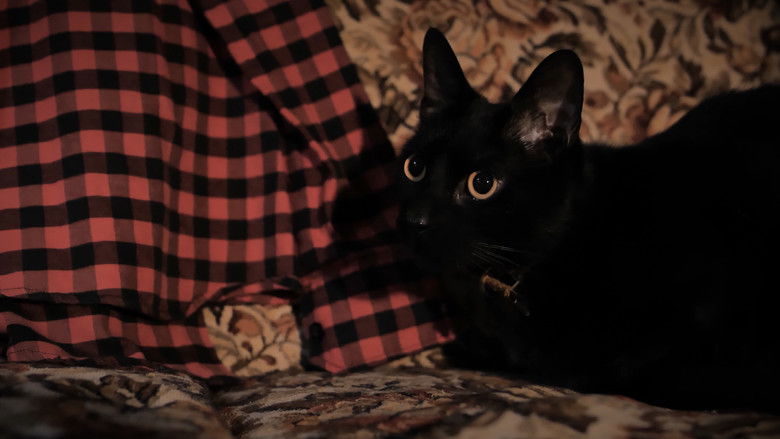 кадр из фильма Coleccionista