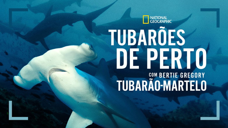 кадр из фильма Hammerhead Sharks Up Close with Bertie Gregory
