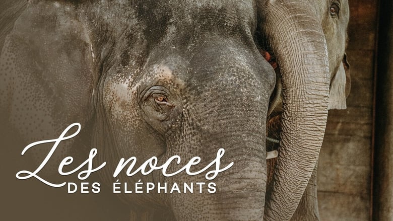 кадр из фильма Les noces des éléphants