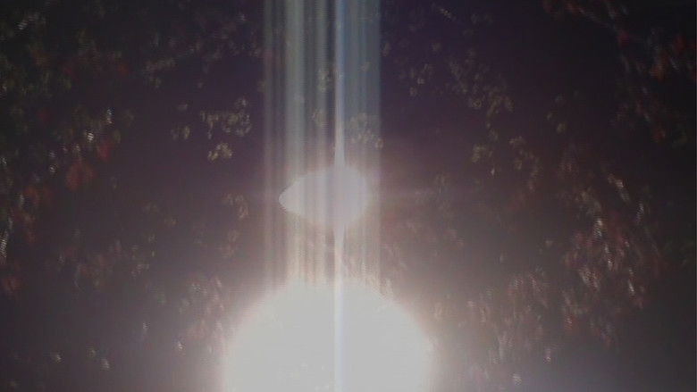 кадр из фильма light blossom