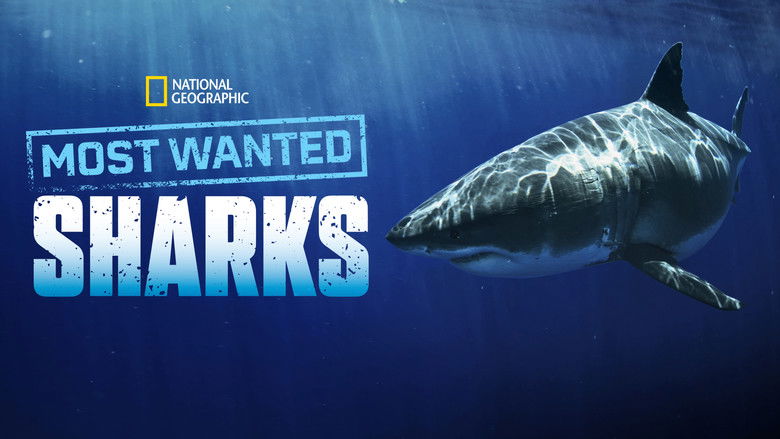 кадр из фильма Most Wanted Sharks