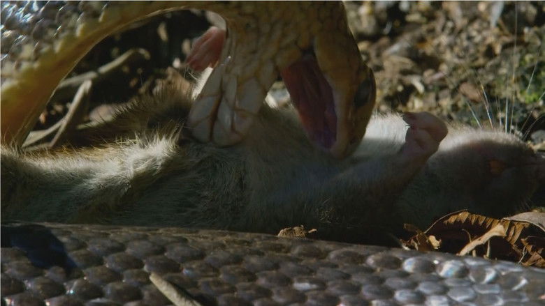 кадр из фильма Snake Island: Wild & Deadly