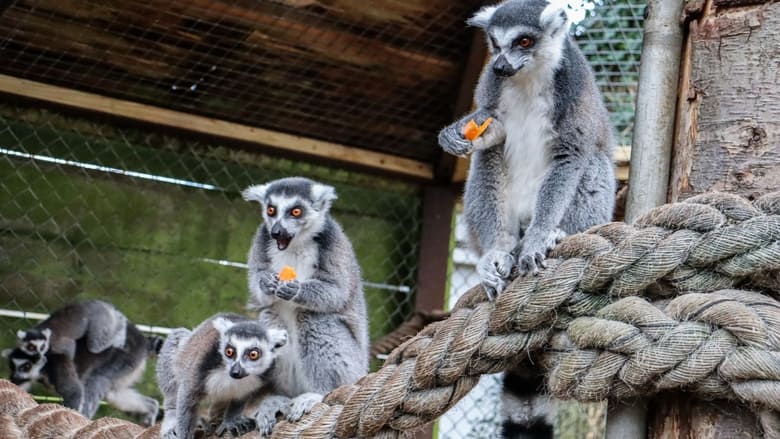 кадр из фильма Knockhatch Animal Conservation: A Short Documentary