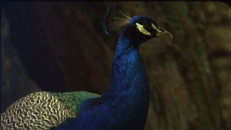 кадр из фильма Occidente