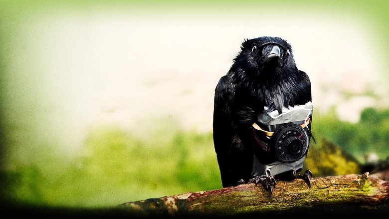 кадр из фильма Четыре льва